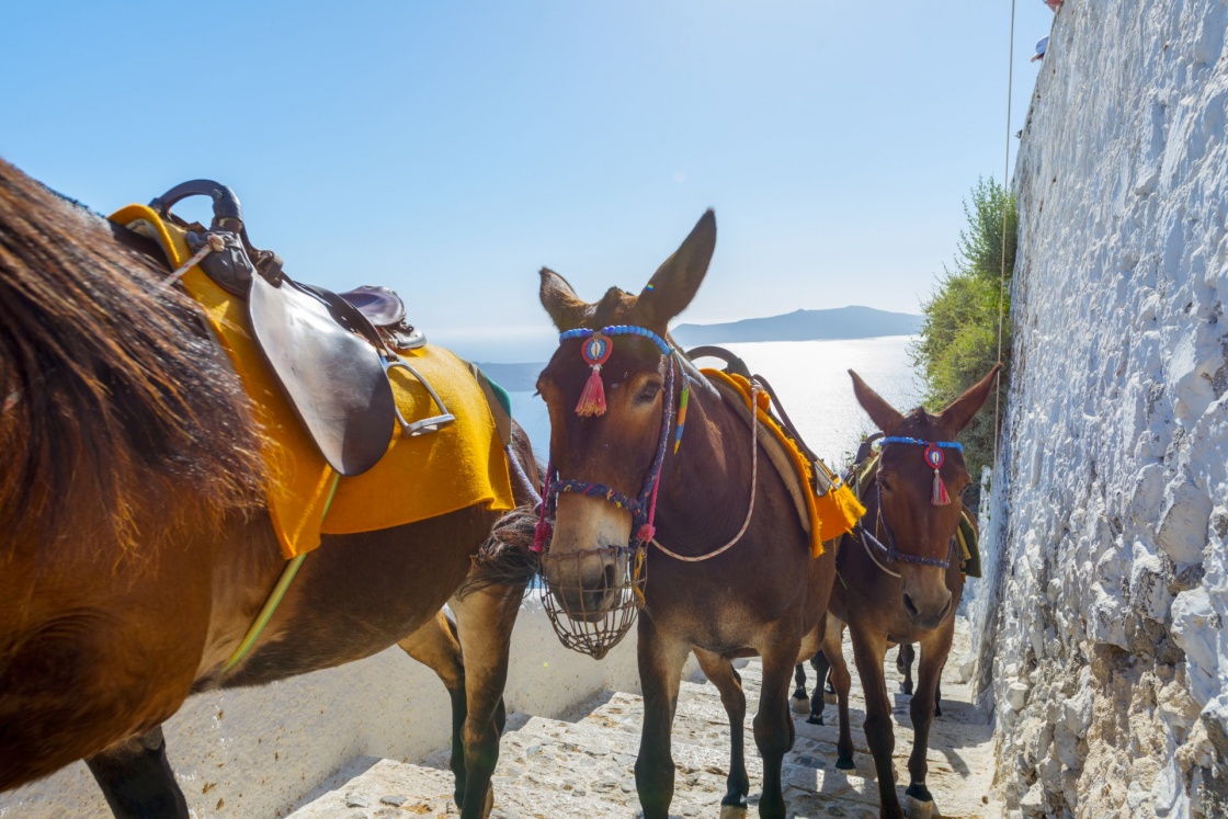 'Greece Santorini island in Cyclades, Donkeys waiting for tourists for a ride in Fira' - Santorin